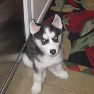 Meet your Posher, Tracy